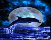 Dolphin blue Moon