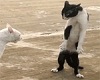 Cobra Cat