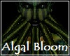 Algal Bloom ChinTentacle