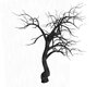 Gnarled Old Tree