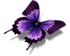 ~Purple Butterfly!~