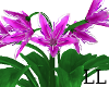 LL: Flower Plant