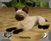 Animated Cat ( boticas )