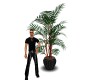 club black clove plant 2