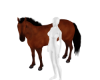 Horse Pet