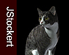 AP Grey Tabby Cat #1