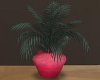 Q's Potted Plant 1
