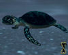 ![T] Ocean Turtle Ride 3