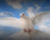 Peace Dove Backdrop