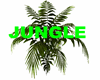 JUNGLE FERN/PALM PLANT