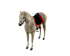 SHOW HORSE