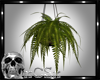 CS Moneky Fern Plant