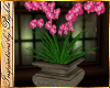 I~Garden Orchid Plant*Pk
