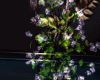 AWD-Plum Romance Plant