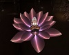Meditations Lotus Flower