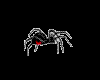 Tiny Black Widow Spider