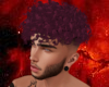 Adam Purple Curls