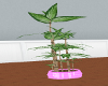 Plant w/ hot pink pot