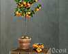 Clementine Tree