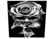 Skull/Rose Picture