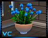 Spring blue tulips
