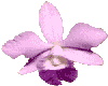 PURPLE ORCHID FLOWER