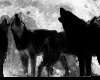 Howling Wolves Picture