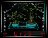 |U| Club Lily Plants