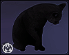 Salem Cat