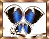 Butterfly Wings