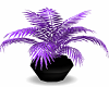 ~IDS~Passionpurple plant