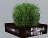 Potted Bush Plant