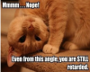 cat looking at you