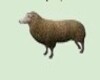 DW ANI FARM SHEEP