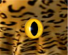 cheeta eyes