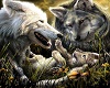 Family Pack of Wolves