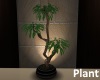 Palm PLant
