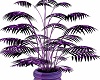 Purple refective plant