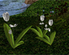 Animated White Tulips