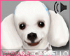 [FC] French Poodle Pet 2