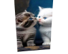 H, Baby Cat1