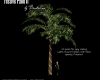 [CS] Dorine Plant 2