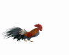 Rooster Chicken