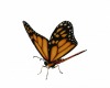Butterfly Ride / Fly