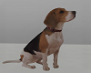 M* Beagle Dog 3D