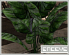 ENC. HOLIDAY PLANT