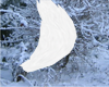 Snow Fox Tail [F/M]