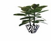 LSW zebra plante