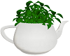 Coffee Pot Plant