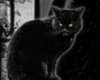 LWR}Black Cat Tail